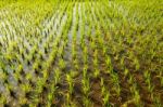 Rice Farming Stock Photo