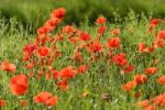 Poppies Stock Photo