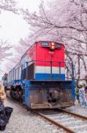 Jinhae,korea - April 4 : Jinhae Gunhangje Festival Is The Largest Cherry Blossom Festival In Korea.tourists Taking Photos Of The Beautiful Scenery Around Jinhae,korea On April 4,2015 Stock Photo