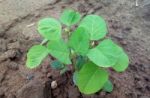 Soybean Plant Stock Photo