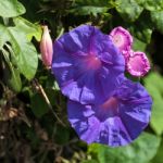 Mallow-leaved Bindweed (convolvulus Althaeoides) Stock Photo