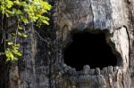 Big Hollow Tree In Zoo Stock Photo