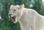 Isolated Image Of A Scary White Lion Screaming Stock Photo