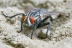 Gray Fly Front View Stock Photo