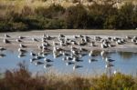 Bunch Of Seagulls Rests On The Marshlands Stock Photo