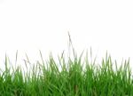 Grass Isolated Stock Photo