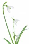 Spring Snowdrops Isolated On White Stock Photo