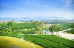 Tea Field At Chiangrai Thailand Stock Photo