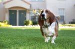 Basset Hound Stock Photo