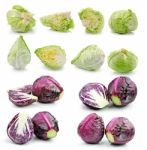 Cabbage Isolated On White Background Stock Photo