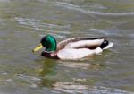 Isolated Photo Of A Mallard Swimming In Lake Stock Photo