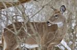 Beautiful Isolated Picture With A Wild Deer In The Snowy Forest Stock Photo