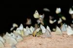 Diversity Of Butterfly Species,butterfly Eating Salt Licks On Ground Stock Photo