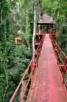 Bridge To Jungle Stock Photo