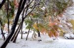 Autumn Leaves And First Snow In 2016 At Kawaguchi-ko, Japan Stock Photo