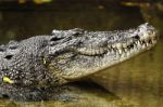 Crocodile Stock Photo