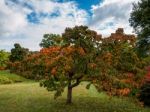 Prunus Pandora Tree In Autumn Stock Photo