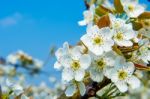 Pear Flowers In Korea Stock Photo