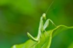 Praying Mantis Stock Photo