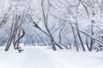 Snowy Winter Day Stock Photo