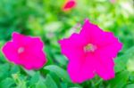 Purple Flowers In The Garden Stock Photo