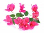 Pink Bougainvillea Flowers Isolated On White Background Stock Photo