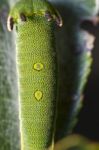 Foxy Emperor (charaxes Jasius) Stock Photo