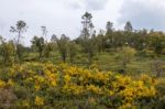 Spring Algarve Landscape Flora Stock Photo