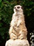 Meerkat Stock Photo