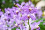 Purple Mokara Hybrids Orchid In Garden Stock Photo