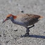 Slaty-breasted Rail Stock Photo