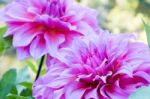 Close Up Beautiful Pink Dahlia Flower Blossom And Green Leaves. Fresh Floral Natural Background Stock Photo