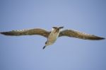 Seagull In Flight Stock Photo