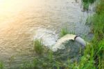 Warning River Sugar Cane And Sun Stock Photo