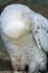 Snowy Owl (bubo Scandiacus) Stock Photo