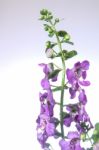 Angelonia Flower Stock Photo