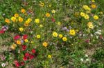 East Grinstead In Bloom Stock Photo