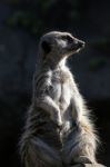 Meerkat Stock Photo