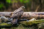 Common Buzzard (buteo Buteo) In A Forest Stock Photo