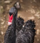 Large Black Swan Stock Photo