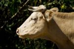 Domesticated Brown Cow Stock Photo