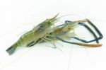 Giant River Prawn Stock Photo