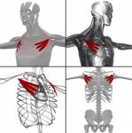 Medical Illustration Of The Pectoralis Minor Stock Photo