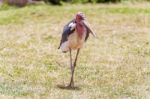 The Marabou Stork, Leptoptilos Crumenifer In Serengeti National Stock Photo