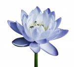 Blue Water Lily Stock Photo