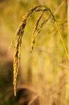 Rice Field In Thailand Stock Photo