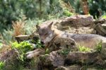 Lurking Wolf Stock Photo