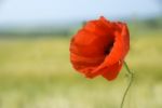 Poppy Stock Photo