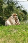 Monkey And Baby Stock Photo