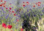 Wild Flowers Stock Photo